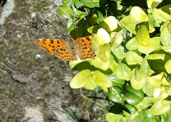 20170709 Comma